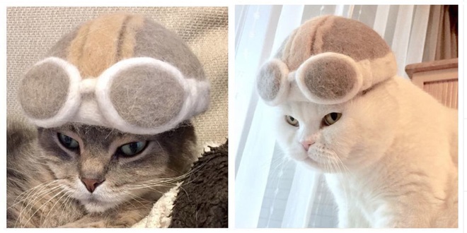 Chải Ra Cả Tấn Lông Thừa, Cặp Vợ Chồng Hô Biến Chúng Thành Những Chiếc Mũ  Siêu Đáng Yêu Cho Mèo Nhà Mình