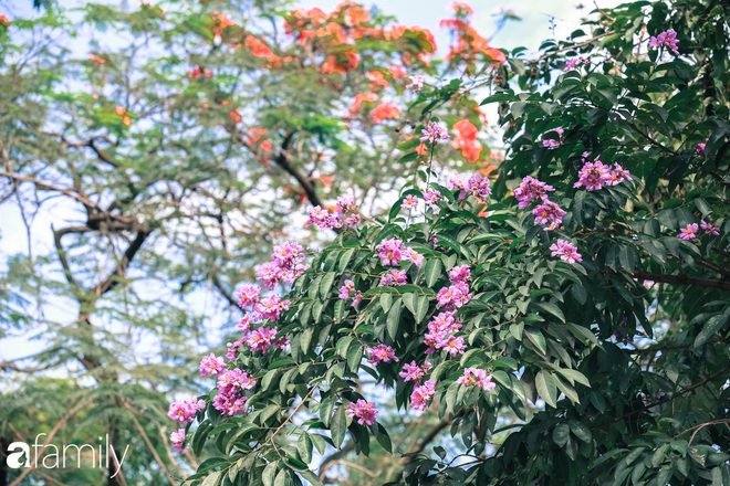 Trở lại cuộc sống bộn bề như trước, có mấy ai nhận ra Hà Nội đang trong một mùa hoa bằng lăng đẹp tuyệt vời - Ảnh 4.