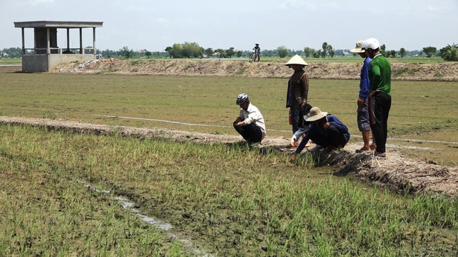  Nông dân ngồi khóc trên bờ ruộng vì lúa bất ngờ chết sạch  - Ảnh 1.