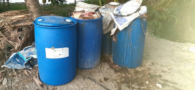 Ao c&aacute; Koi nửa tỉ đồng chết sạch nghi bị đầu độc - Ảnh 1.