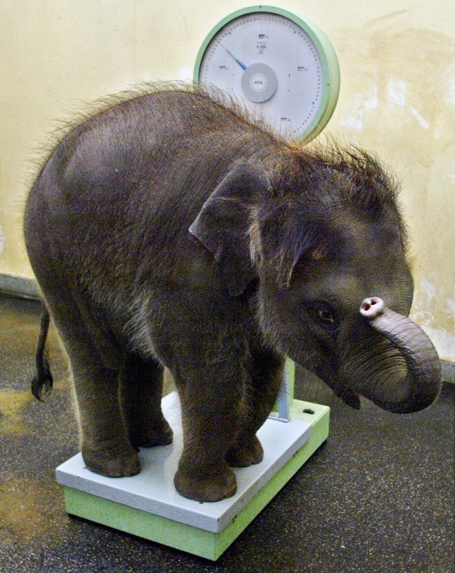 Nhân viên chăm sóc động vật chia sẻ trăm phương ngàn kế hết sức đáng yêu để có thể cân các bé động vật sơ sinh - Ảnh 9.