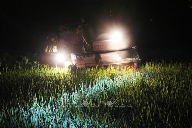 Nông dân Nghệ An thu hoạch lúa vào ban đêm để tránh nắng nóng 40 độ C  - Ảnh 1.