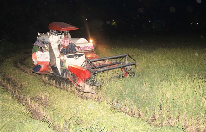 Nông dân Nghệ An thu hoạch lúa vào ban đêm để tránh nắng nóng 40 độ C  - Ảnh 2.
