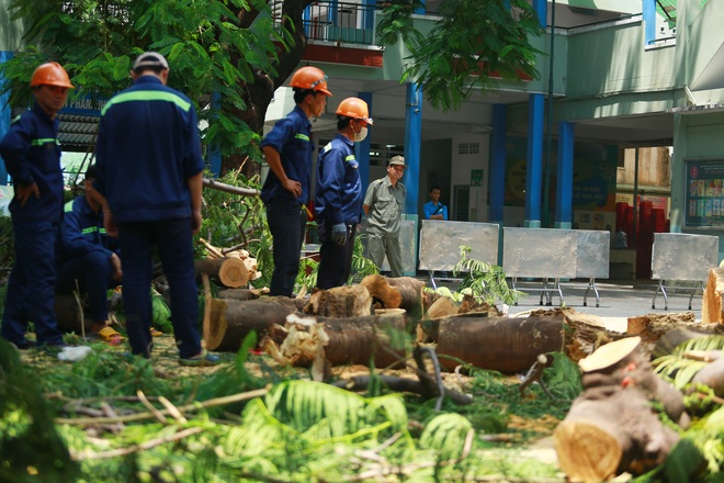 Cận cảnh gốc phượng vĩ mục ruỗng đổ gãy đè 13 học sinh thương vong ở Sài Gòn - Ảnh 2.