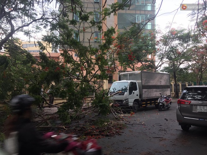 Liên tục cây xanh ngã đổ gây thương vong, chuyên gia nói nên khai tử những gốc cây tử thần - Ảnh 1.