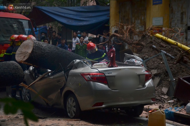 Liên tục cây xanh ngã đổ gây thương vong, chuyên gia nói nên khai tử những gốc cây tử thần - Ảnh 2.