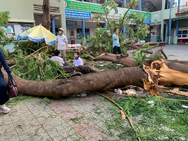 Ảnh: Cận cảnh hàng loạt cây xanh mục gốc, ngả hướng ra giữa đường ở Hà Nội - Ảnh 1.