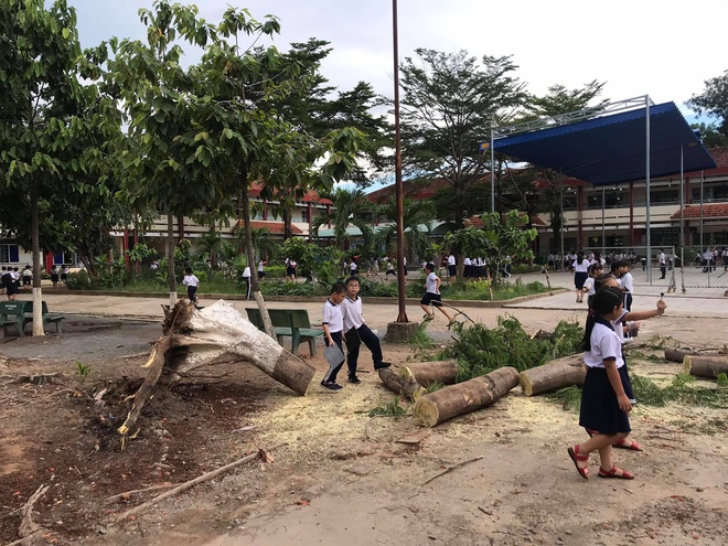 Bình Dương: Cây phượng trong sân trường bật gốc, ngã đổ ngay sau khi học sinh ra về - Ảnh 2.