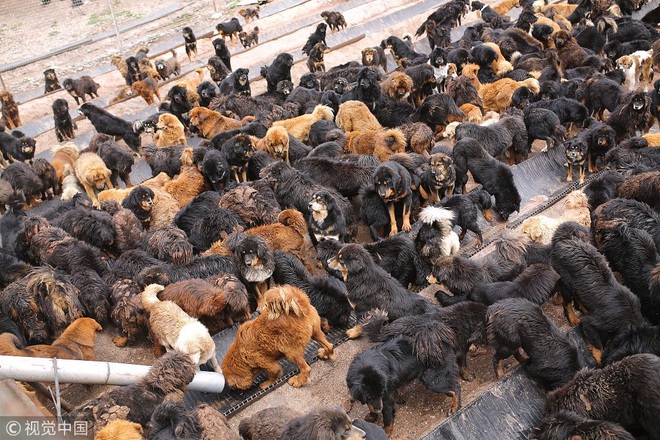 Câu chuyện buồn về cơn sốt chó ngao Tây Tạng: Từ thần khuyển chục tỷ đồng đến bầy chó hoang hàng vạn con bị ruồng bỏ - Ảnh 4.