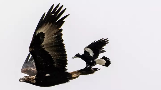 Khoảnh khắc chim ác là bé nhỏ ngang nhiên cưỡi đại bàng cực ấn tượng được ghi lại qua ống kính của nhiếp ảnh gia nghiệp dư - Ảnh 2.