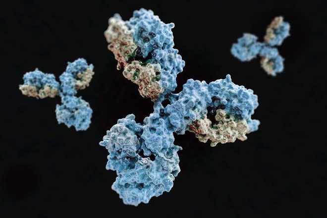 Ph&aacute;t hiện kh&aacute;ng thể c&oacute; khả năng v&ocirc; hiệu h&oacute;a virus SARS-CoV-2 - Ảnh 1.