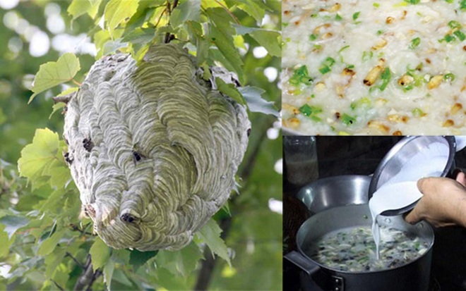 Thấy người miền Tây bắt nhộng ong - ăn Bạn có muốn thử một món ăn mới lạ đến từ miền Tây Việt Nam không? Nhộng ong là nguyên liệu chính của món ăn đặc sắc này và được bắt trực tiếp từ rừng, mang đến hương vị độc đáo của núi rừng. Hãy xem hình ảnh liên quan để khám phá thực đơn đặc biệt này nhé!