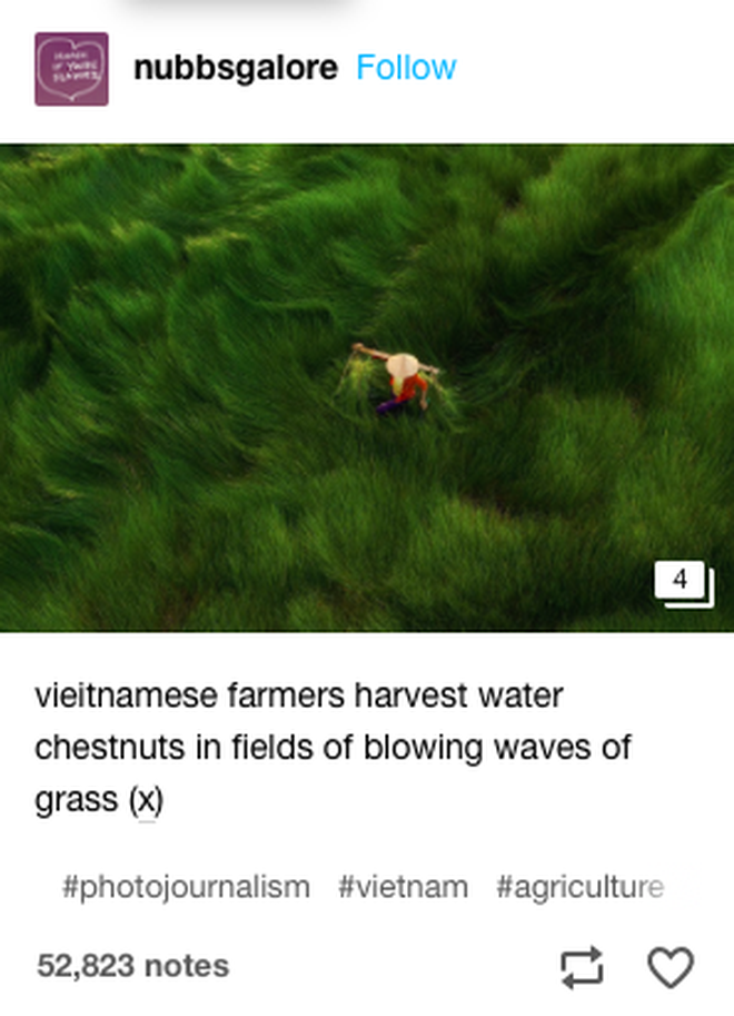 Nét đẹp hoang sơ tựa như hơi thở của đất trời, đồng cỏ Việt Nam đã nổi tiếng với những cảnh quan tuyệt đẹp với những bức hình đẹp mê hồn. Hãy đến và khám phá vẻ đẹp mộc mạc, trong sáng của đồng cỏ Việt Nam.