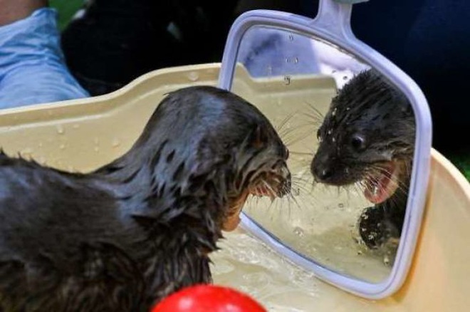 Không chỉ con người, thú cưng đôi lúc cũng tự luyến ngắm mình trong gương đắm đuối - Ảnh 15.