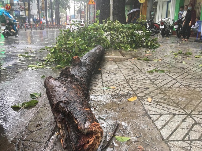 TP. HCM: Mưa giông khiến cây xanh ngã đổ, đè gãy tay người đi đường - Ảnh 3.