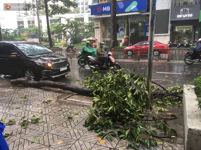 TP. HCM: Mưa giông khiến cây xanh ngã đổ, đè gãy tay người đi đường - Ảnh 4.