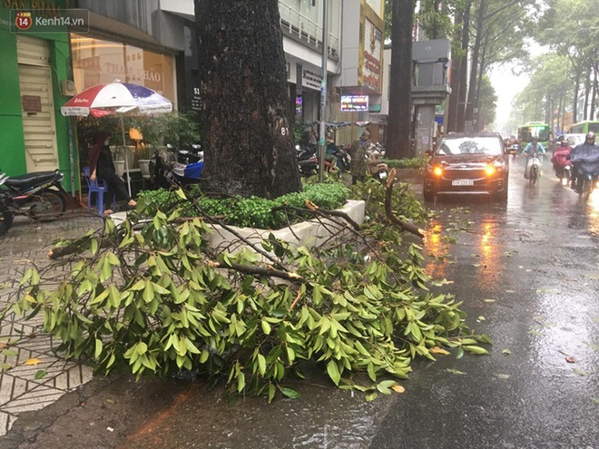 TP. HCM: Mưa giông khiến cây xanh ngã đổ, đè gãy tay người đi đường - Ảnh 5.