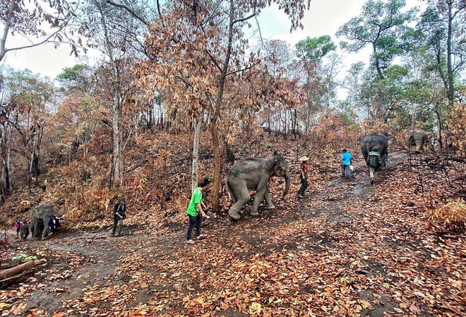 Thất nghiệp vì Covid-19, hàng ngàn chú voi Thái Lan đi bộ về quê - Ảnh 1.