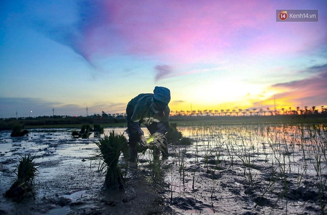 Nắng nóng, nông dân Hà Nội đeo đèn pin cấy lúa đêm - Ảnh 5.