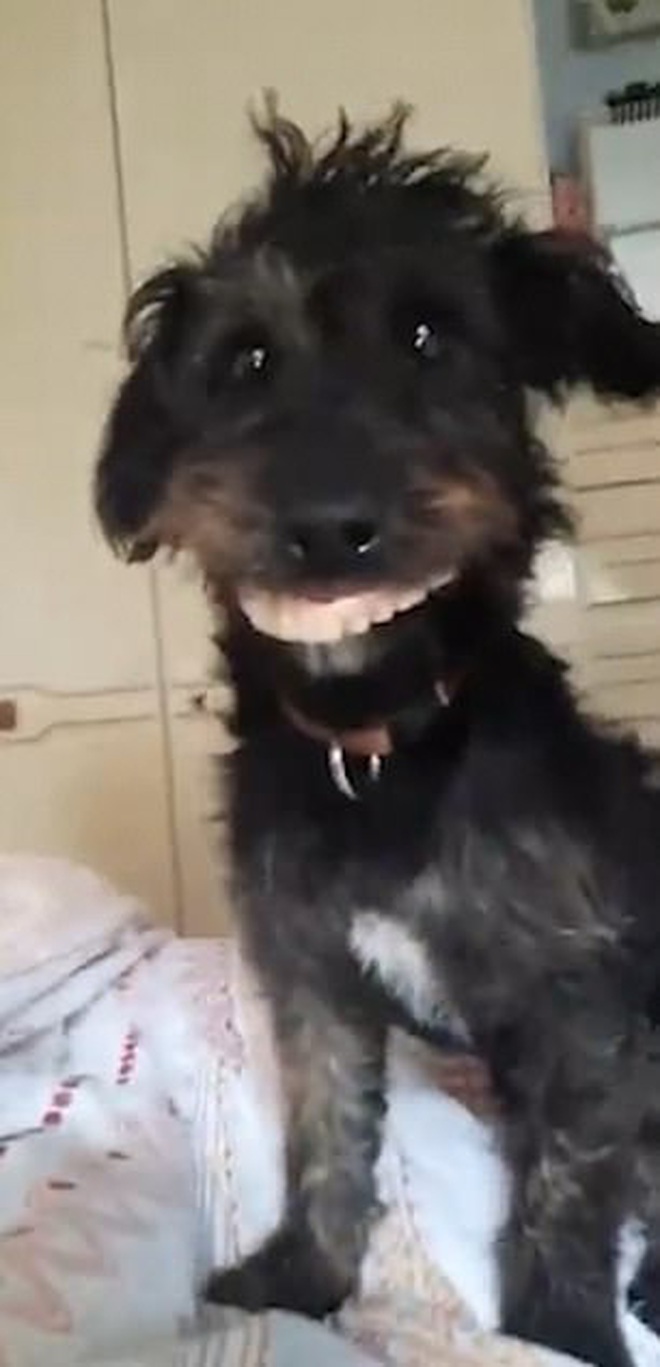 Hãy xem clip chó cười để cảm nhận được niềm vui từng giây của những chú chó rất đáng yêu. Dễ thương và vui tươi đang chờ đợi bạn.