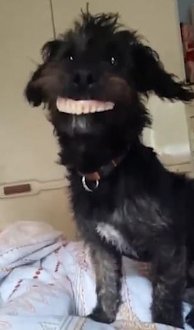 Ảnh răng mới này làm cho chú cho trông rất đáng yêu và cầu kỳ. Đó là lý do tại sao bạn nên xem để ngắm nhìn kỹ hơn chiếc răng mới của chú chó nhỏ này.