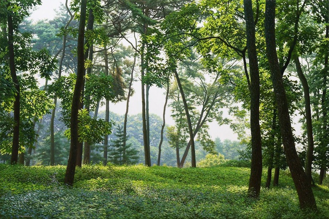 Tuyển chọn Hình nền rừng xanh Giúp bạn tận hưởng thiên nhiên tươi đẹp