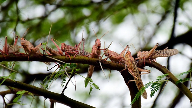 Thủ đ&ocirc; New Delhi (Ấn Độ) ph&aacute;t cảnh b&aacute;o v&igrave; ch&acirc;u chấu sa mạc - Ảnh 1.