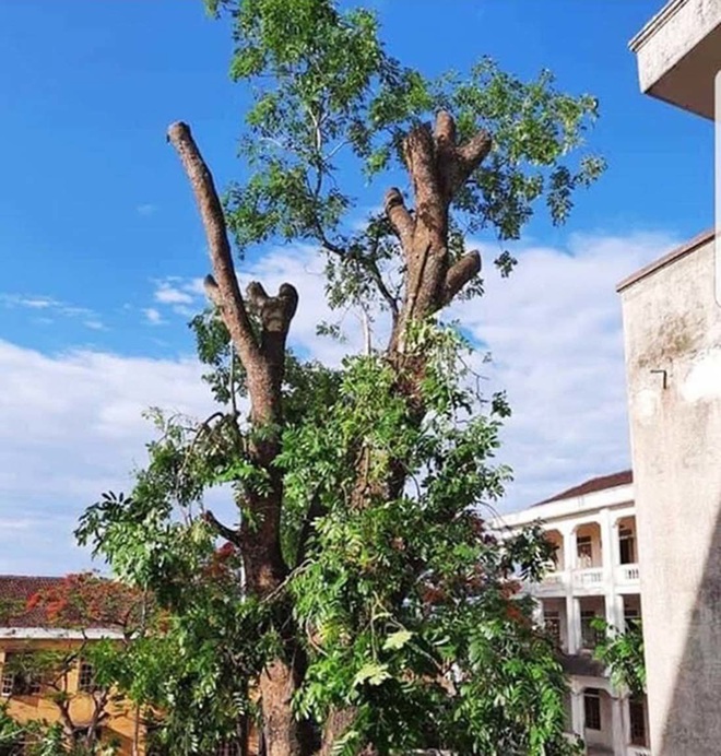 Kiểm điểm trường cấp 3 ở Nghệ An chặt cây hơn 40 năm tuổi - Ảnh 1.
