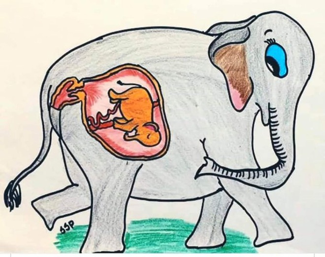 Xót thương voi mẹ mang thai chết vì ăn phải dứa nhét thuốc nổ, cộng đồng mạng chia sẻ những bức vẽ tưởng niệm đầy cảm xúc - Ảnh 14.