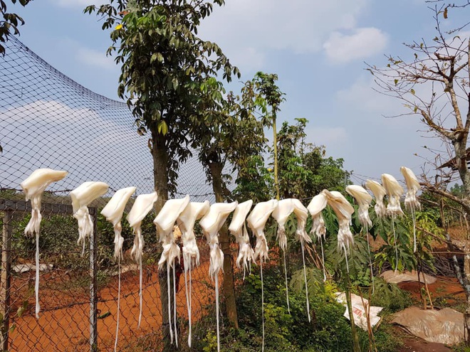 Lần đầu thấy phơi mực bằng… giàn phơi quần áo, nhiều người tưởng “làm lố” nhưng khi đọc bình luận thì còn bất ngờ hơn - Ảnh 3.