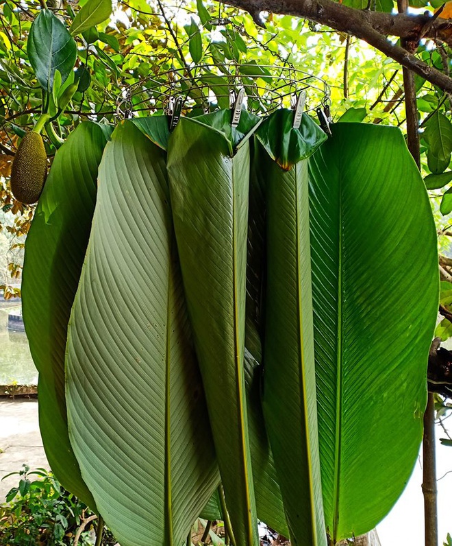 Lần đầu thấy phơi mực bằng… giàn phơi quần áo, nhiều người tưởng “làm lố” nhưng khi đọc bình luận thì còn bất ngờ hơn - Ảnh 5.