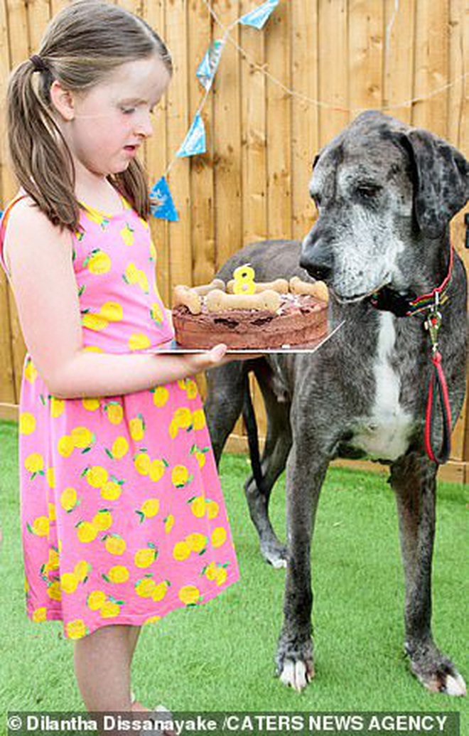 Chú chó cao nhất thế giới vừa ẵm nốt kỷ lục Guinness là giống Great Dane lớn tuổi nhất hành tinh ngay dịp sinh nhật - Ảnh 3.