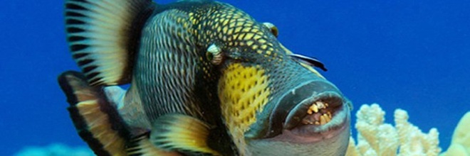 Loài cá tai tiếng nhất đại dương: Đã xấu phát hờn còn nổi tiếng trẻ trâu, gây sự cả với con người - Ảnh 1.