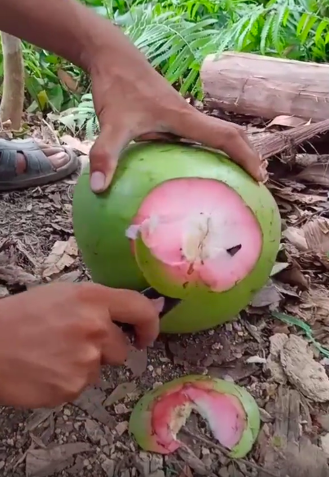 Trái dừa màu hồng kỳ lạ đang khiến dân mạng bàn tán xôn xao trên TikTok: Là thật hay lại chiêu trò “câu view”? - Ảnh 4. Trái dừa màu hồng kỳ lạ đang khiến dân mạng bàn tán xôn xao trên TikTok: Là thật hay lại chiêu trò “câu view”? - Ảnh 4.