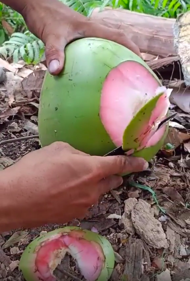 Trái dừa màu hồng kỳ lạ đang khiến dân mạng bàn tán xôn xao trên TikTok: Là thật hay lại chiêu trò “câu view”? - Ảnh 4. Trái dừa màu hồng kỳ lạ đang khiến dân mạng bàn tán xôn xao trên TikTok: Là thật hay lại chiêu trò “câu view”? - Ảnh 4.