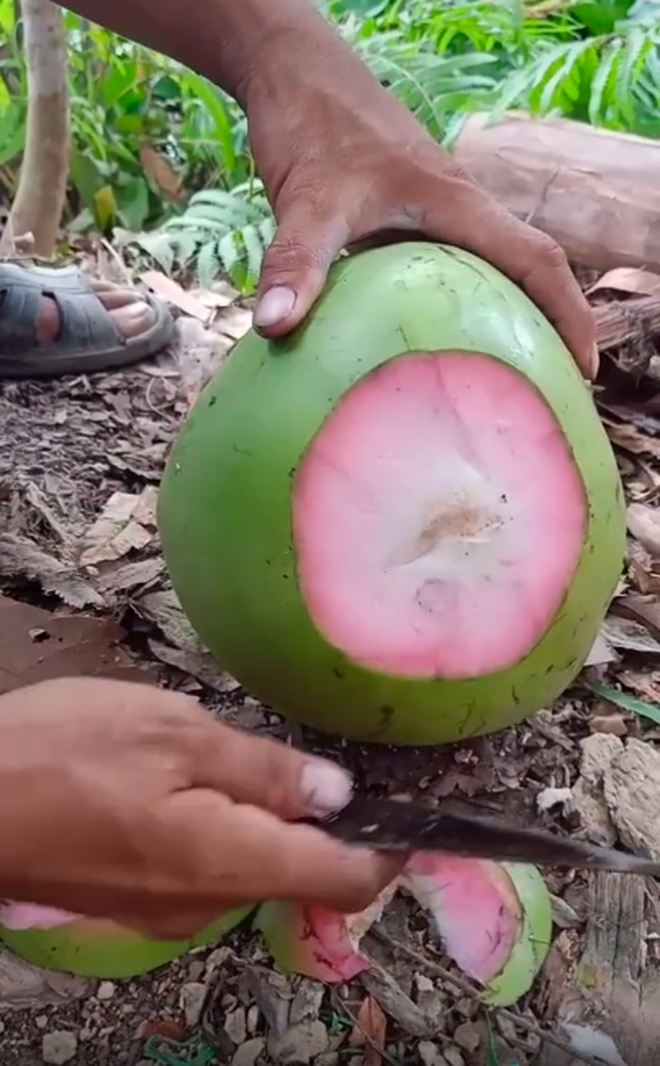 Trái dừa màu hồng kỳ lạ đang khiến dân mạng bàn tán xôn xao trên TikTok: Là thật hay lại chiêu trò “câu view”? - Ảnh 6. Trái dừa màu hồng kỳ lạ đang khiến dân mạng bàn tán xôn xao trên TikTok: Là thật hay lại chiêu trò “câu view”? - Ảnh 6.