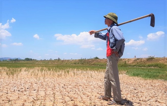  Hàng ngàn ha lúa chết cháy, ruộng đồng nứt toác vì đợt nắng nóng kỉ lục  - Ảnh 1.