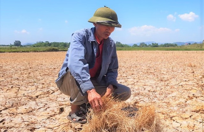  Hàng ngàn ha lúa chết cháy, ruộng đồng nứt toác vì đợt nắng nóng kỉ lục  - Ảnh 4.