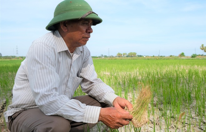  Hàng ngàn ha lúa chết cháy, ruộng đồng nứt toác vì đợt nắng nóng kỉ lục  - Ảnh 10.