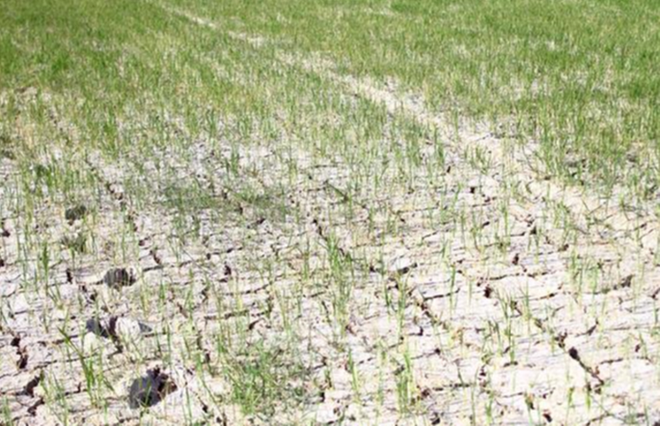  Hàng ngàn ha lúa chết cháy, ruộng đồng nứt toác vì đợt nắng nóng kỉ lục  - Ảnh 11.