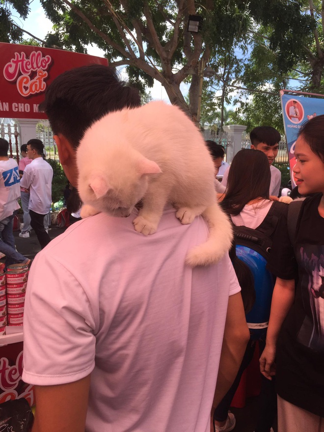 Loạt biểu cảm đang yên đang lành bị má dẫn đi nhà trẻ của các &quot;hoàng thượng&quot; ở Ngày hội thú cưng Cần Thơ - Ảnh 7.