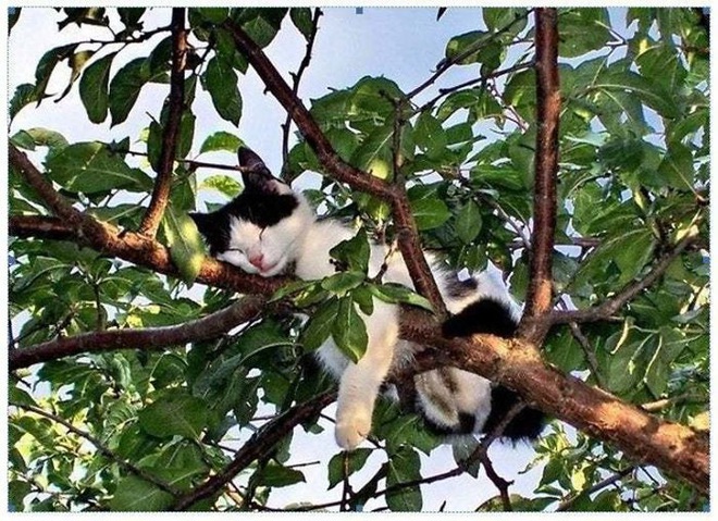 Bộ ảnh chứng minh nếu ngủ trên cây là nghệ thuật, thì bọn mèo là ...