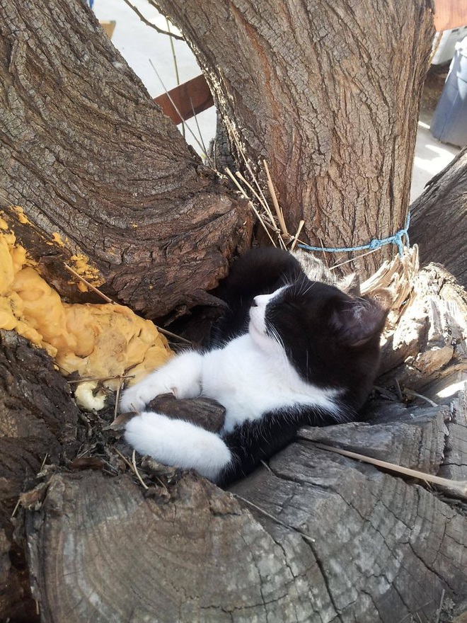 Bộ ảnh chứng minh nếu ngủ trên cây là nghệ thuật, thì bọn mèo là những nghệ sĩ đích thực - Ảnh 7.