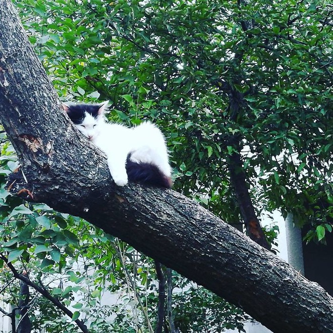 Bộ ảnh chứng minh nếu ngủ trên cây là nghệ thuật, thì mèo là những ...