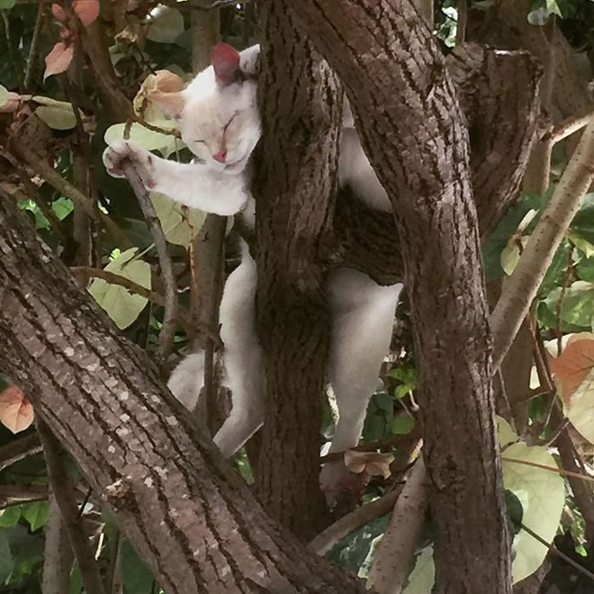 Bộ ảnh chứng minh nếu ngủ trên cây là nghệ thuật, thì mèo là những ...