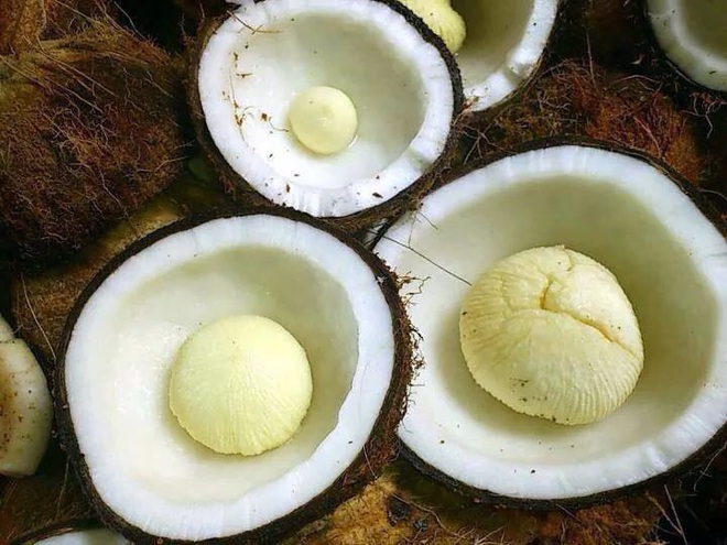 Mộng dừa - món ăn tuổi thơ của người Việt từng bị “độn” giá lên tới 300k/kg vì quá hiếm, nếu mua cái càng to thì… càng dở - Ảnh 1.
