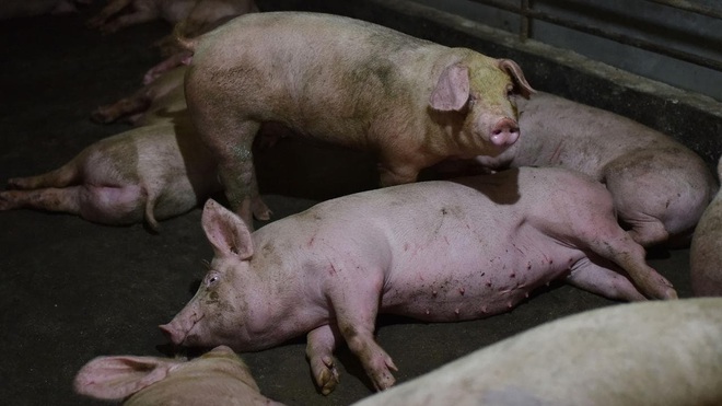 Những sự thật đáng sợ về dịch cúm lợn chủng mới tại Trung Quốc: Virus mang sự kết hợp hủy diệt, chưa có bất kỳ miễn dịch nào tồn tại - Ảnh 1.