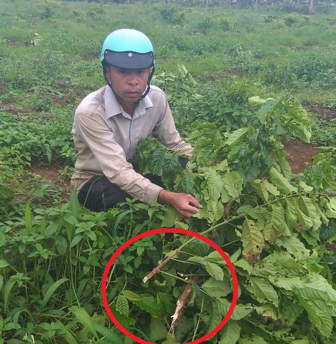 Vườn cà phê 9 lần bị kẻ xấu chặt hạ, chủ nhân khóc nghẹn  - Ảnh 4.
