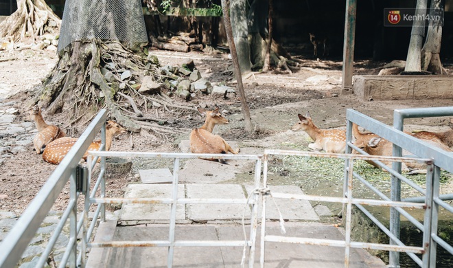 Người Sài Gòn góp cả chục tấn rau củ cùng hàng tỷ đồng, cứu đói bầy thú ở Thảo Cầm Viên trong mùa dịch Covid-19 - Ảnh 7.