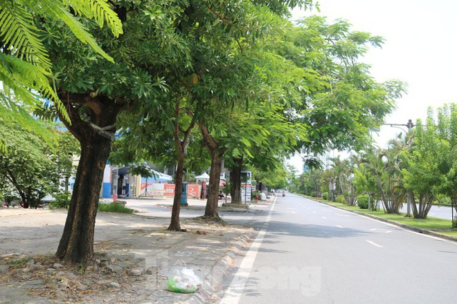 Nghi vấn h&agrave;ng loạt c&acirc;y xanh ở Hải Ph&ograve;ng bị bức tử - Ảnh 2.